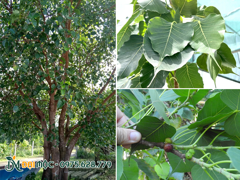 Hình dáng tán cành, lá và quả của cây bồ đề cổ thụ
