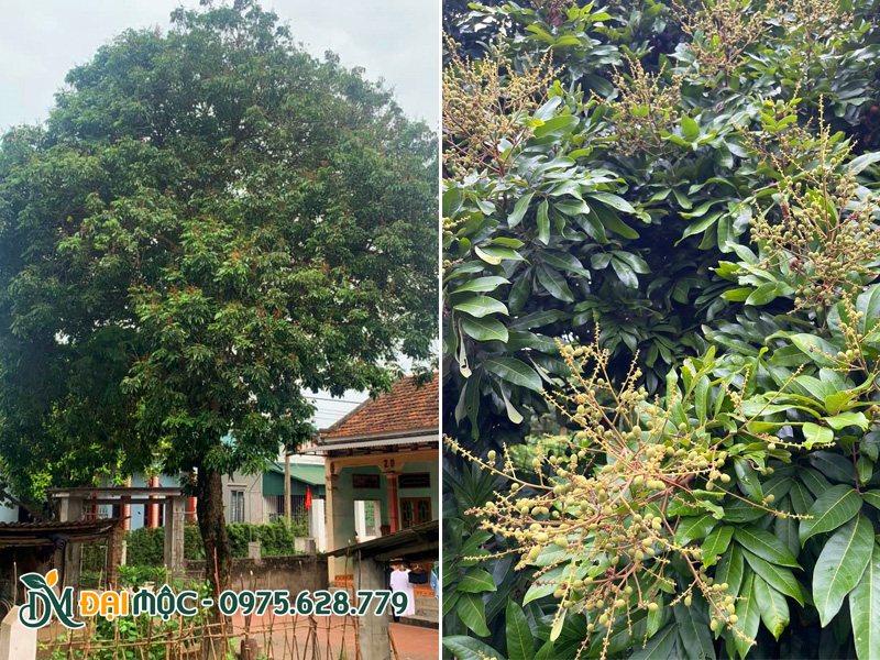 Cây nhãn cổ thụ trồng trước sân nhà vừa lấy bóng mát, vừa thu hái quả ngọt