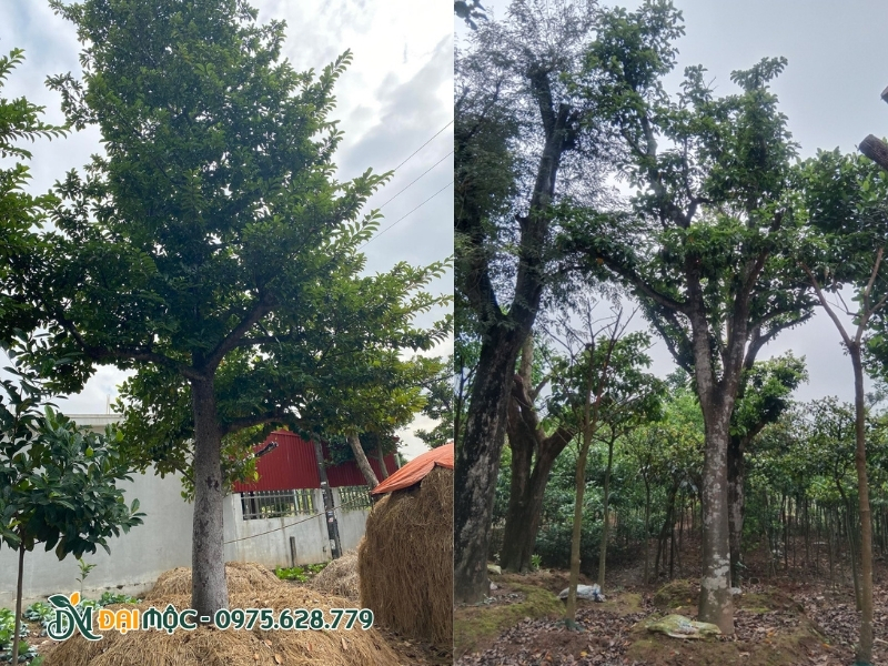 Cây chay ruột đỏ có dáng dấp bề thế