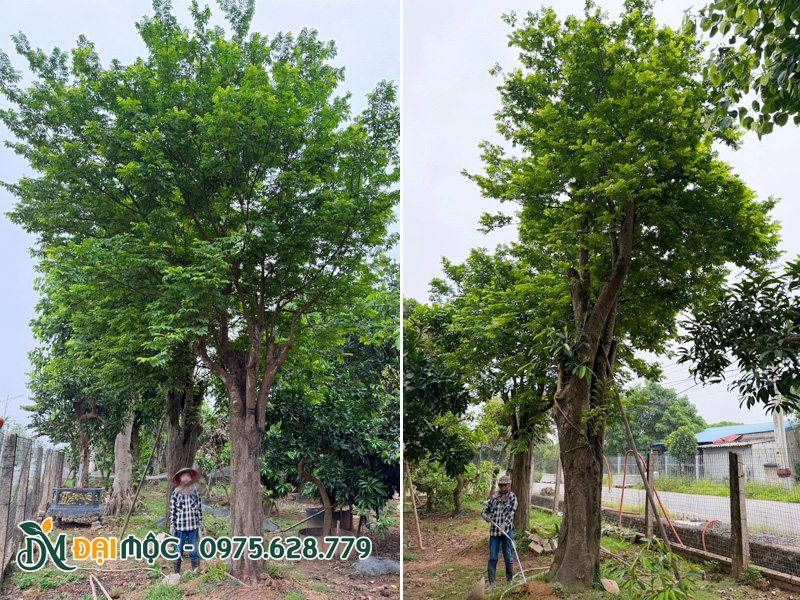 Nhân viên nhà vườn đang đo đạc từng thông số của cây cho khách xem trực tuyến