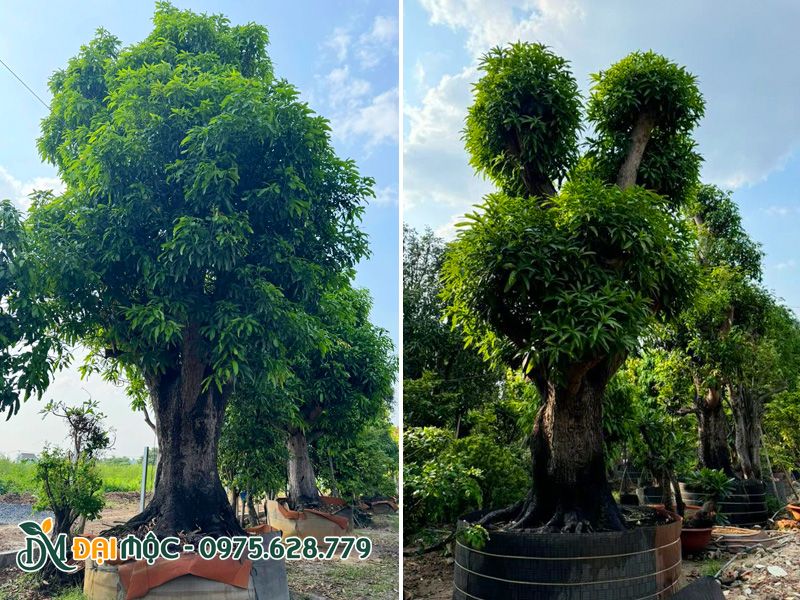 Những gốc xoài đại thụ có một không đường kính gốc cực kỳ lớn