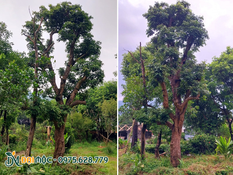 Cây đã dưỡng ủ hơn 2 năm, chiều cao khoảng 7m
