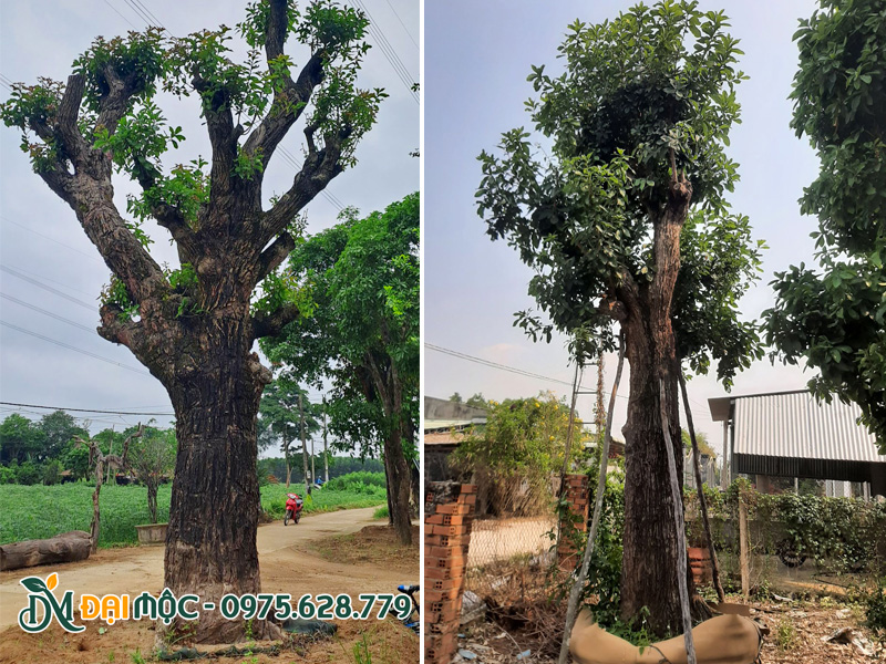 Dưỡng ủ cây lộc vừng cổ thụ đường kính gốc 50 - 80cm