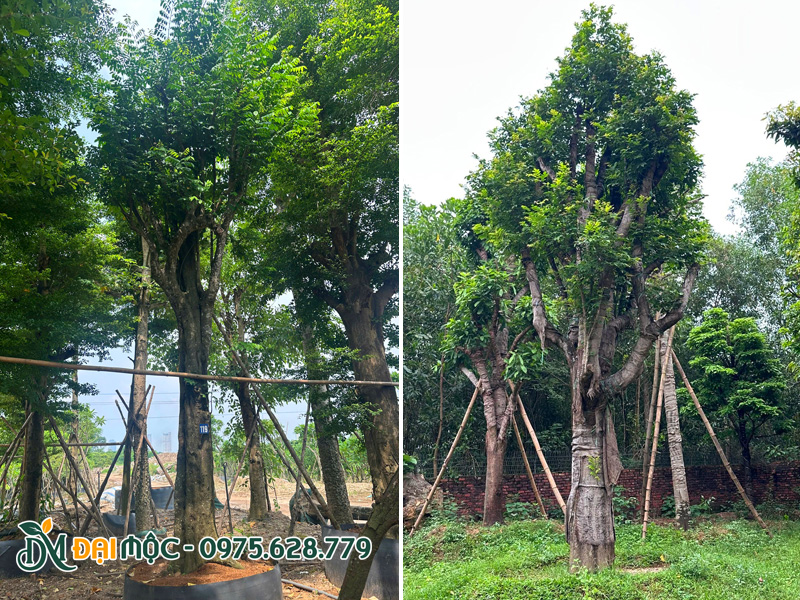 Những gốc khế cổ thụ dâm ủ khỏe đẹp, hoàn toàn không có sâu bệnh