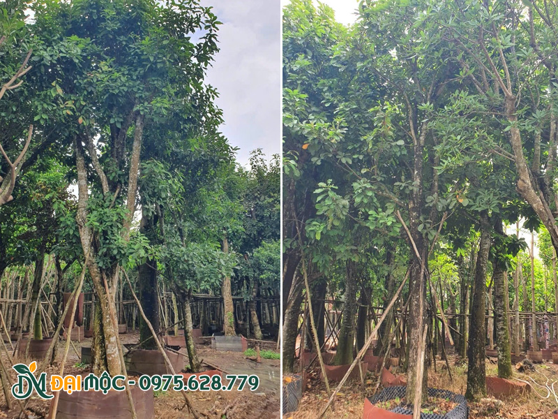 Cây tuyển đẹp, chuề cao 7m trở lên