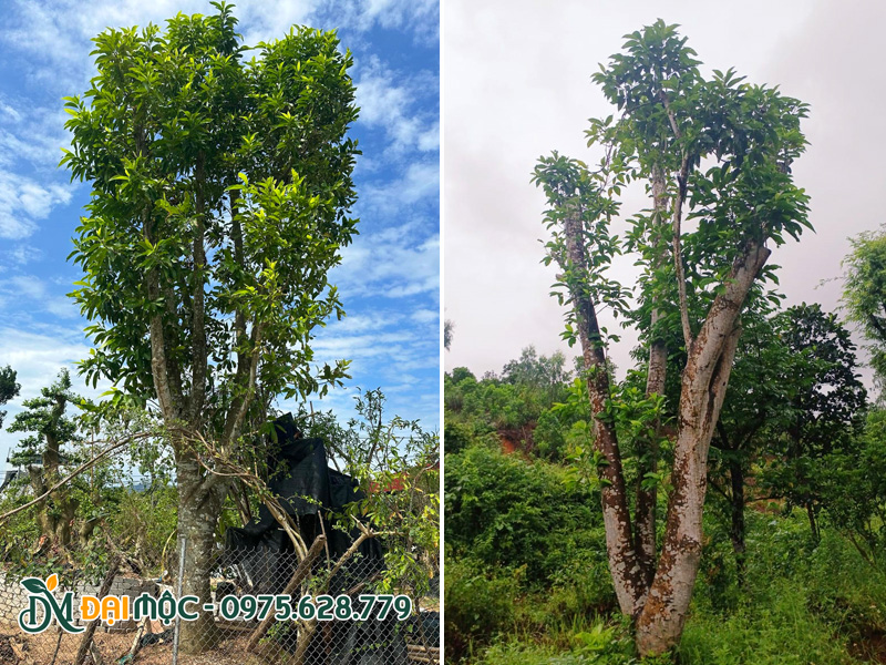 Cây ngọc lan cổ thụ đường kính gốc 40 - 50cm