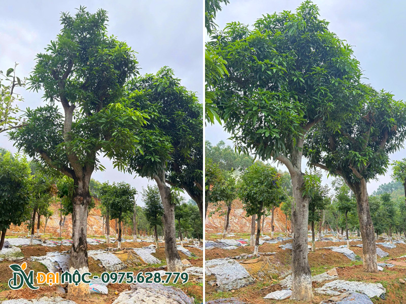 Vườn dưỡng ủ số lượng lớn cây nhãn cổ thụ tại Hà Nội