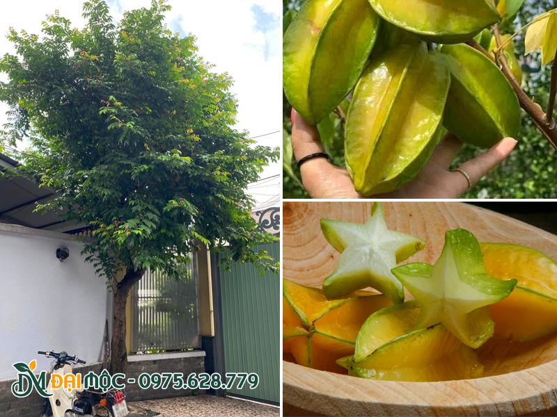 Khế trồng trước cổng nhà vừa lấy bóng mát vừa lấy lấy trái cây