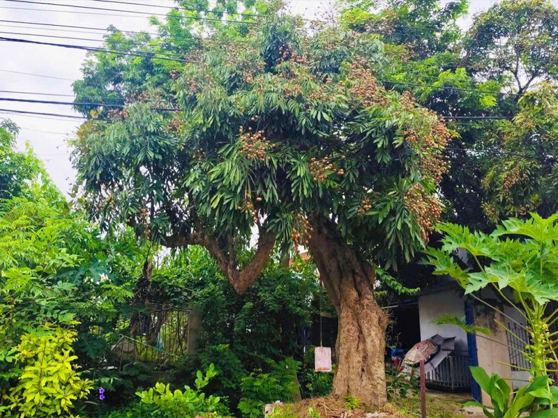 Cây nhãn cổ thụ dáng bàn trà siêu đẹp, đường kính gốc hơn 40cm