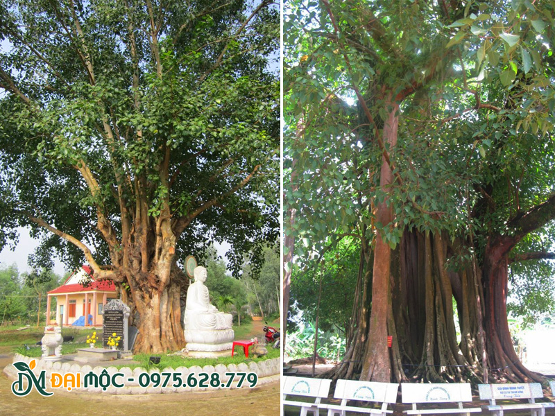 Gốc cây bồ đề cổ thụ lớn trồng ở khuôn viên chùa, khu di tích