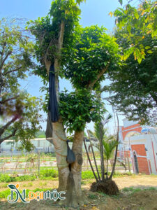 Cây gốc lớn, thân đôi, đường kính gốc hơn 40cm