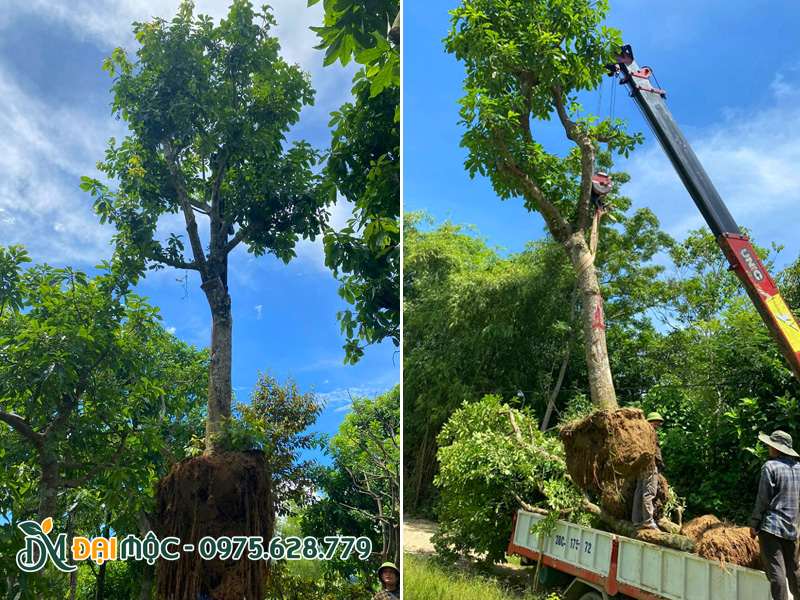 Hạ cây lộc vừng cổ thụ đường kính gốc trên 30cm vào hố trồng
