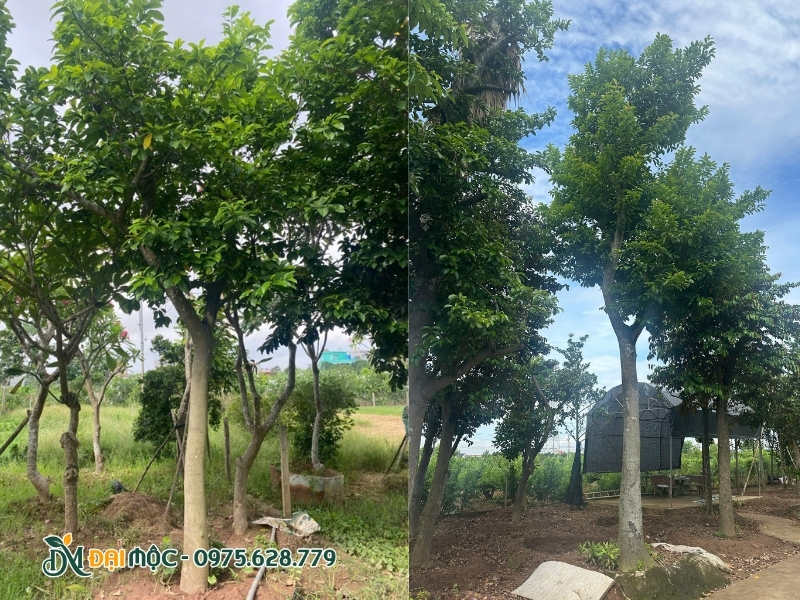 Thực hiện kỹ thuật xiết nước cho cây chay ruột đỏ