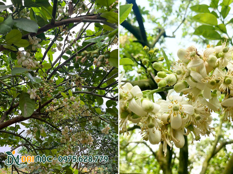 Nhưng chùm hoa bưởi bung nở, màu trắng tinh, tỏa hương thơm tinh khiết