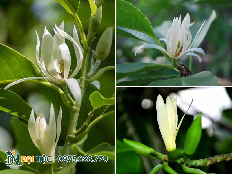 Bông hoa ngọc lan trắng hình dáng đẹp, màu sắc tinh tế
