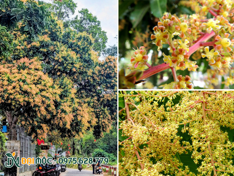 Cây xoài cổ thụ có hoa siêu sai