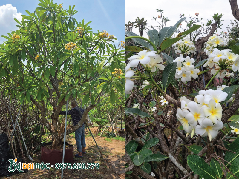 Hoa đại lác đác trên cành cây