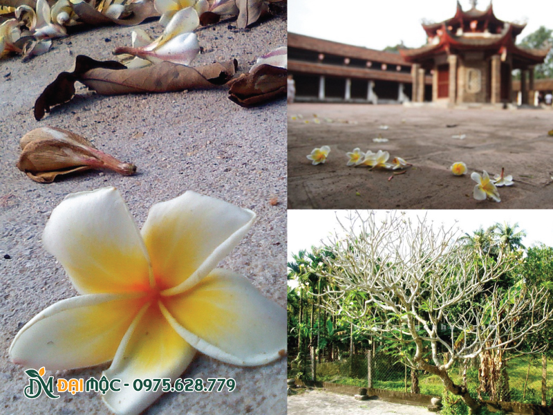 Cánh hoa đại rơi rụng vẫn có hình dáng nguyên vẹn