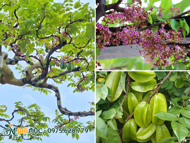Hoa và quả khế sai trĩu cành