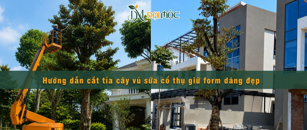Cắt tỉa cây vú sữa cổ thụ tạo form đẹp