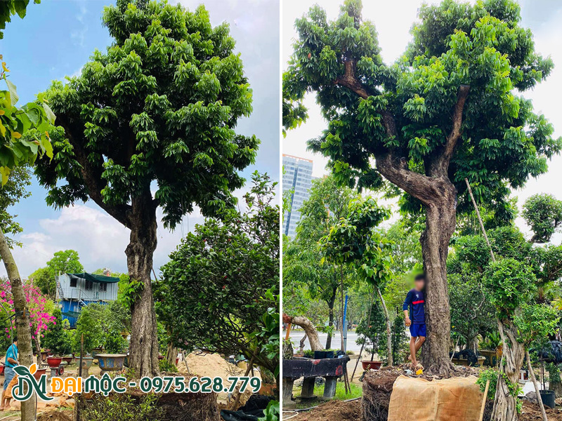 Vườn dưỡng cây nhãn cổ thụ tại Đồng Nai, cây ao, thoát thân thẳng đẹp