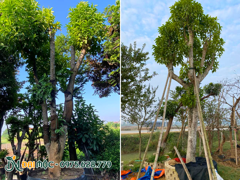 Những gốc cây ngọc lan trắng đường kính gốc từ 20cm, chiều cao 4 - 5m