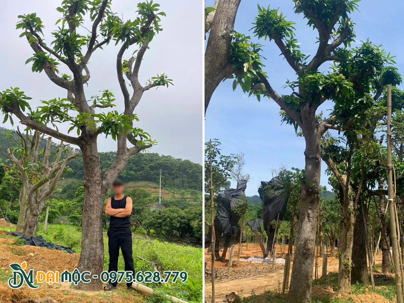 Cây mới dưỡng ủ không lâu nhưng đã phục hồi và ra chồi non