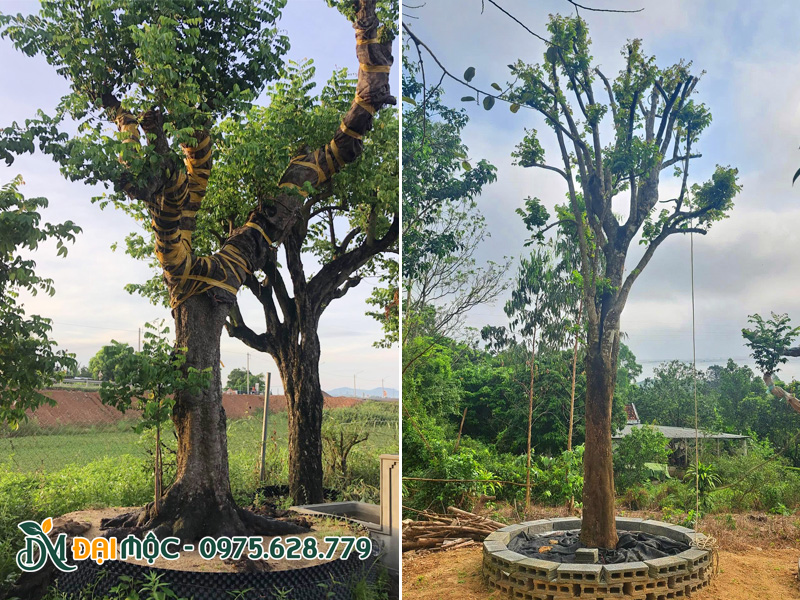 Những gốc khế cổ thụ dường ủ đạt chuẩn, tay cành khỏe, ra nhiều chồi non