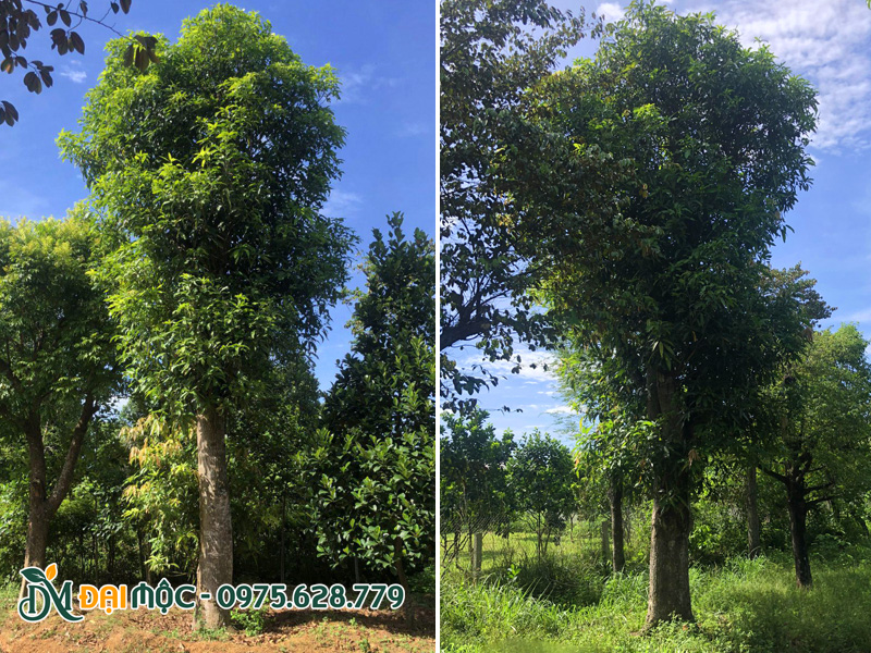 Xoài đại thụ thân thẳng tắp, thoát thân 2.5 - 3m