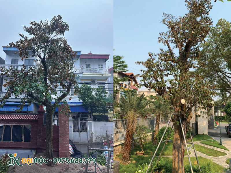Bộ khung tán cây vú sữa cổ thụ đầy nghệ thuật