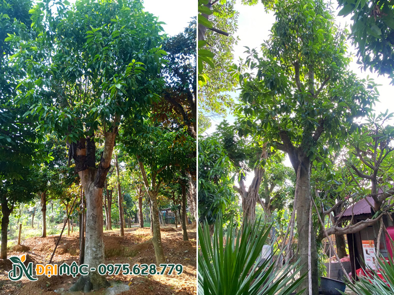 Bãi dưỡng ủ cây ngọc lan cổ thụ có tán cành đều và đẹp