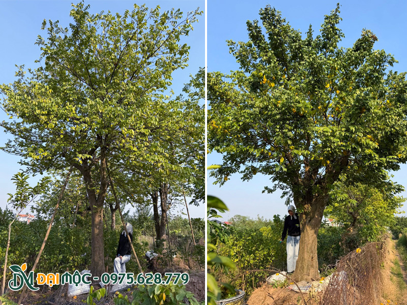 Cây khế chua cổ thụ, háng sẵn trái, tán đẹp