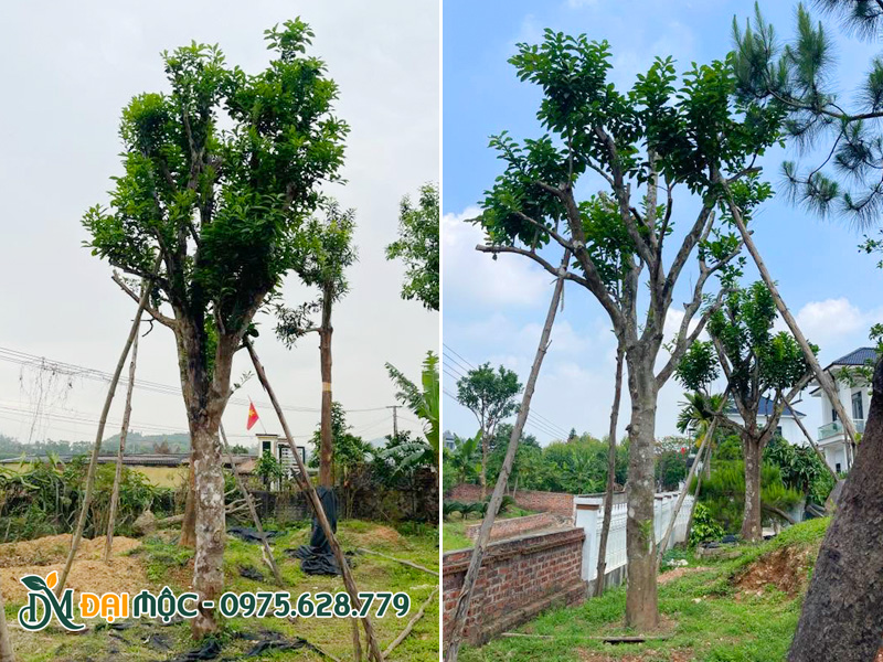 Trồng cây bưởi cổ thụ cho khu sinh thái