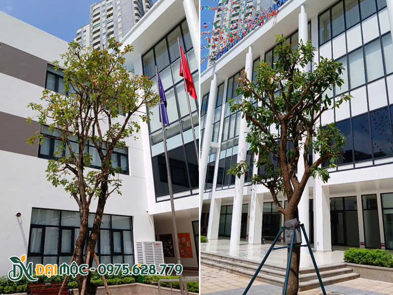 Cây lộc vừng cổ thụ trồng sân trường học quốc tế