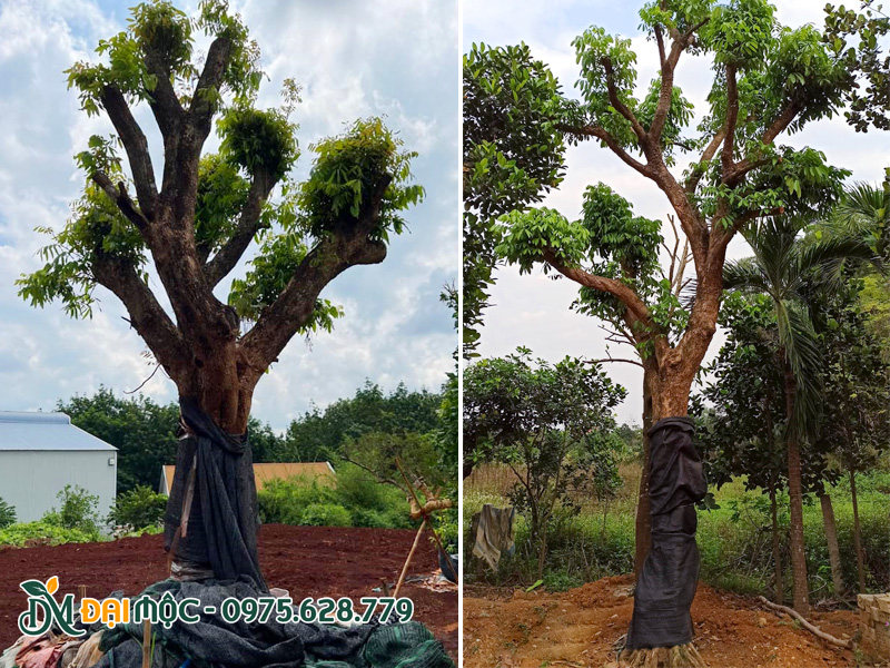 Thi công trồng cây nhãn cổ thụ đường kính gốc 35cm, thân quấn lưới đen cẩn thận