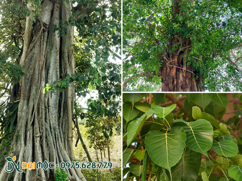 Cây thuộc hàng đại thụ có kích thước bề thế