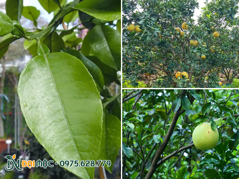 Hình dáng lá của cây bưởi