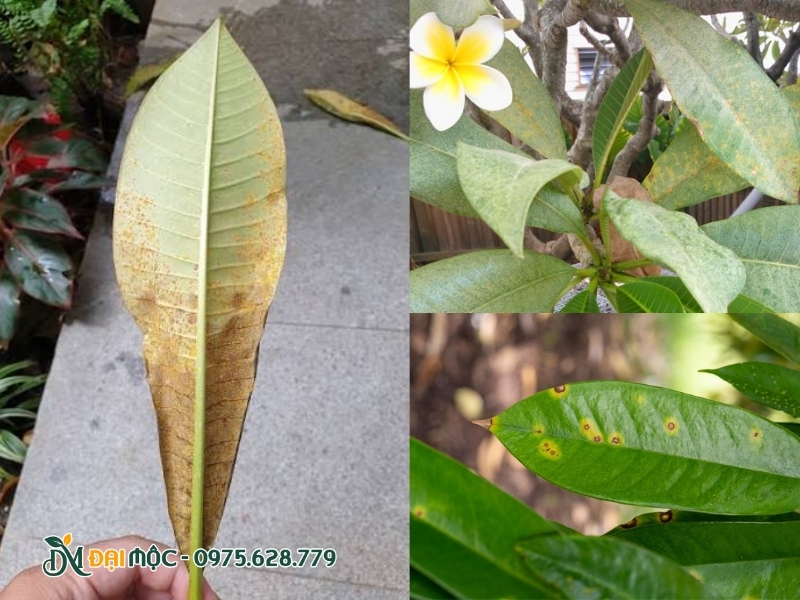 Nấm gỉ sắt nặng trên cây hoa đại