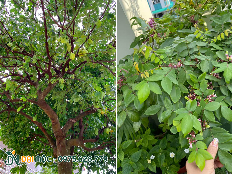 Tán lá của cây khế lâu năm
