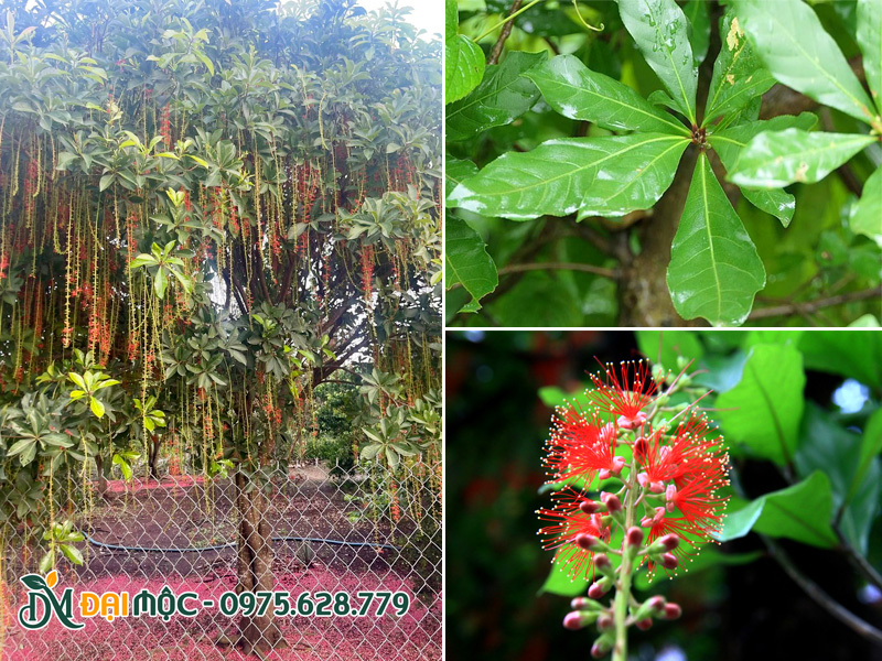 Hình thái tán lá cây lộc vừng cổ thụ