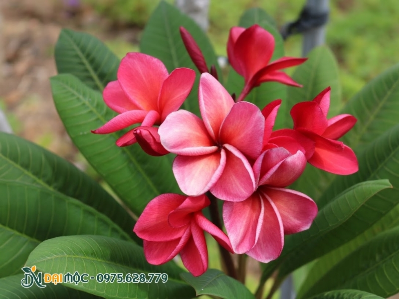 Lá hoa đại đỏ có hình thái tương tự đại vàng