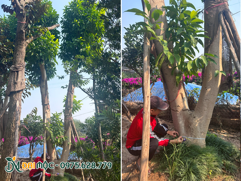 Kỹ sư nhà vườn đang tiến hàng đo đạc một gốc cây ngọc lan cổ thụ thân đôi siêu đẹp