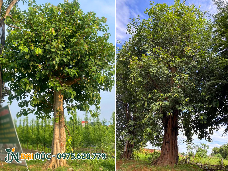 Những cây bồ đề cổ thụ tán tròn đẹp, chiều cao 5 - 6m, đã dưỡng ủ 4 - 5 năm