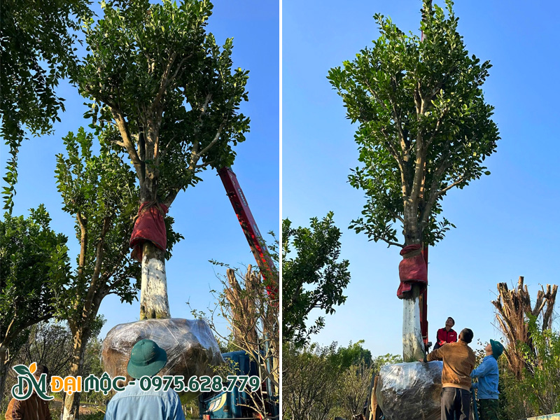 Cẩu cây bưởi cổ thụ đường kính gốc hơn 40cm lên xe