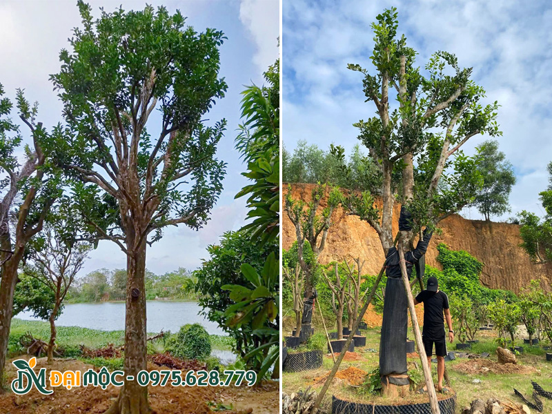 Cây bưởi cổ thụ thoát thân cao 2m, đã dưỡng ủ trên 6 tháng