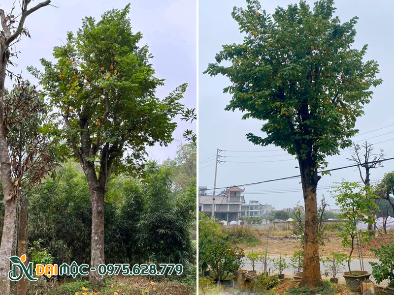 Chọn cây có thoát thân cao cho sân vườn, khuôn viên nhỏ