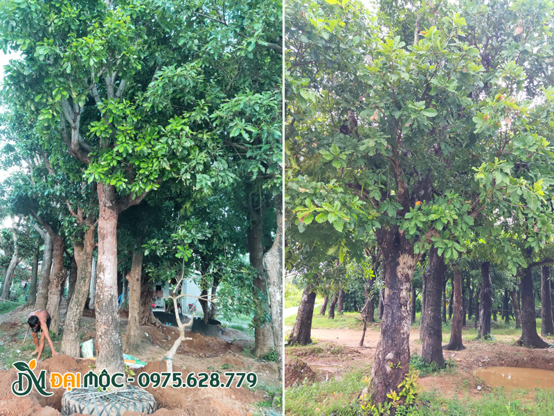 Bãi dưỡng ủ cây lộc vừng đại thụ lâu năm