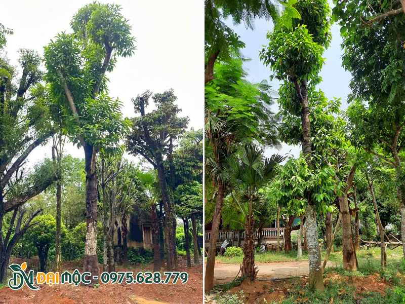 Những gốc ngọc lan trắng cổ thụ đường kính gốc 20 - 25cm tại vườn dưỡng ủ ở Hà Nội