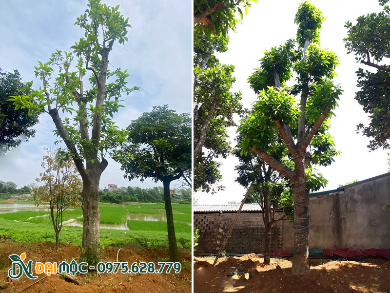 Bãi dưỡng ủ cây ngọc lan hoa trắng cổ thụ đường kính gốc 35cm trở lên