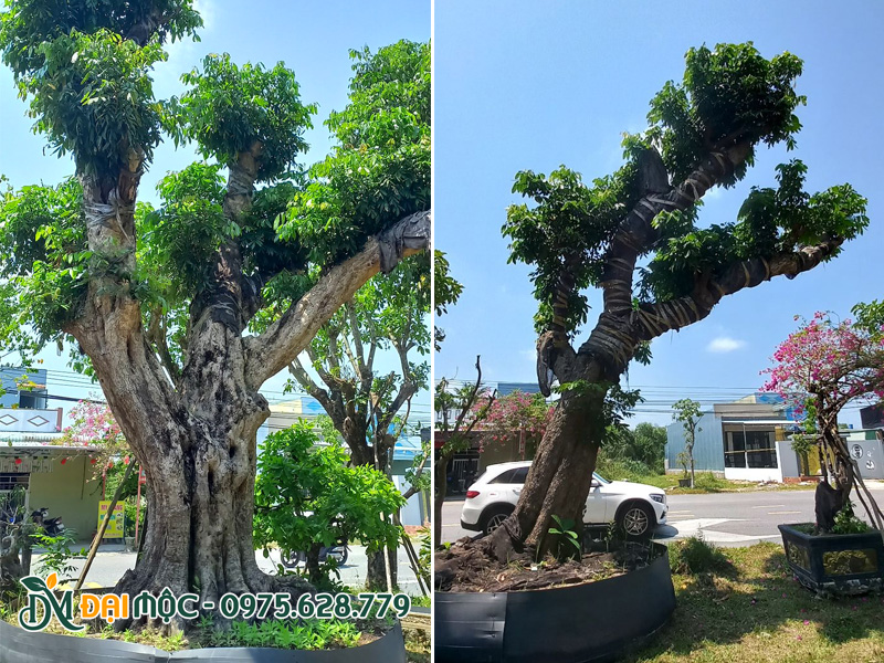 Những gốc nhãn có hình dáng mang tính nghệ thuật cao, gốc bề thế, chiều cao vừa phải